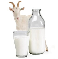 Чем полезно козье молоко